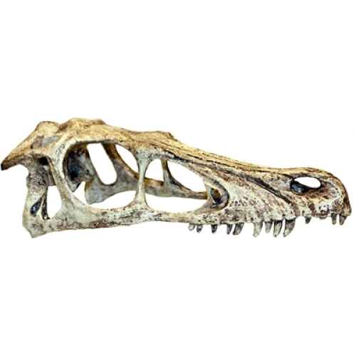 Komodo raptor schedel (11,5X25X9,5 CM L)